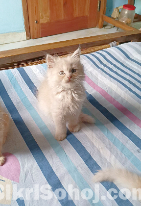 Persian Male & Female Kitten